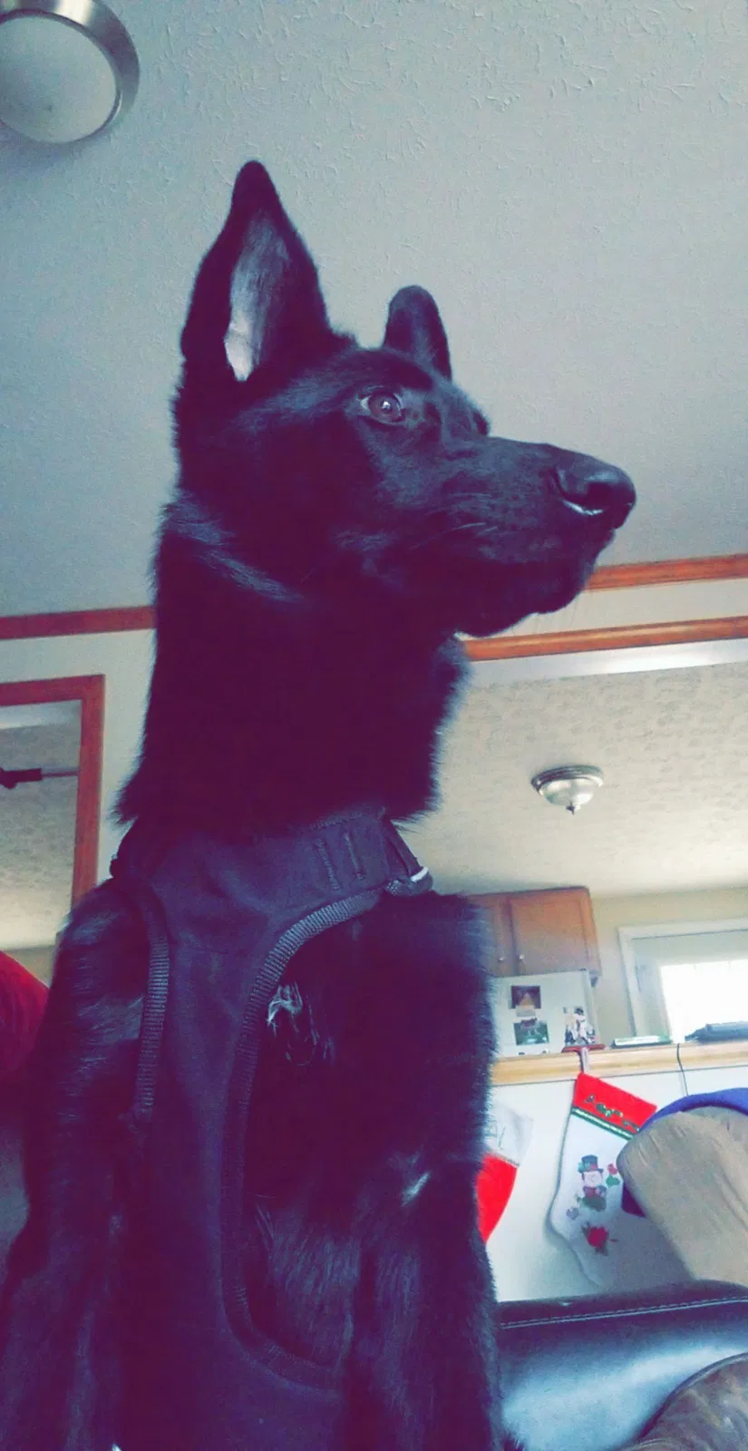 Lost dog in Boones Mill, VA, 24065