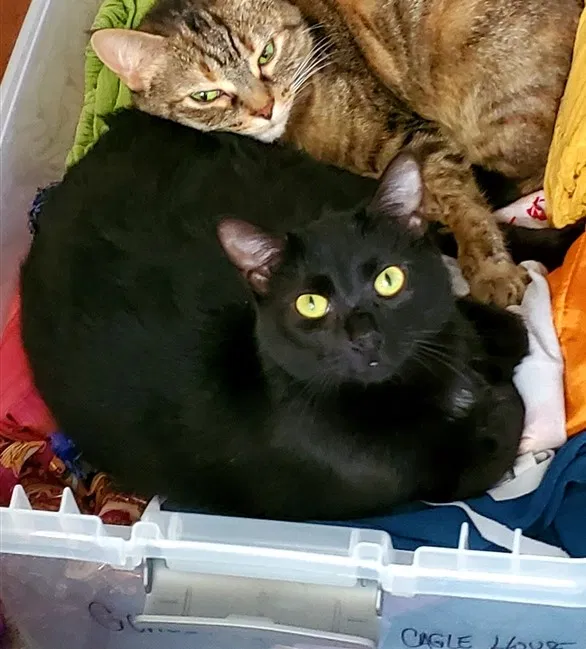 Lost cat in Chattanooga, TN, 37421