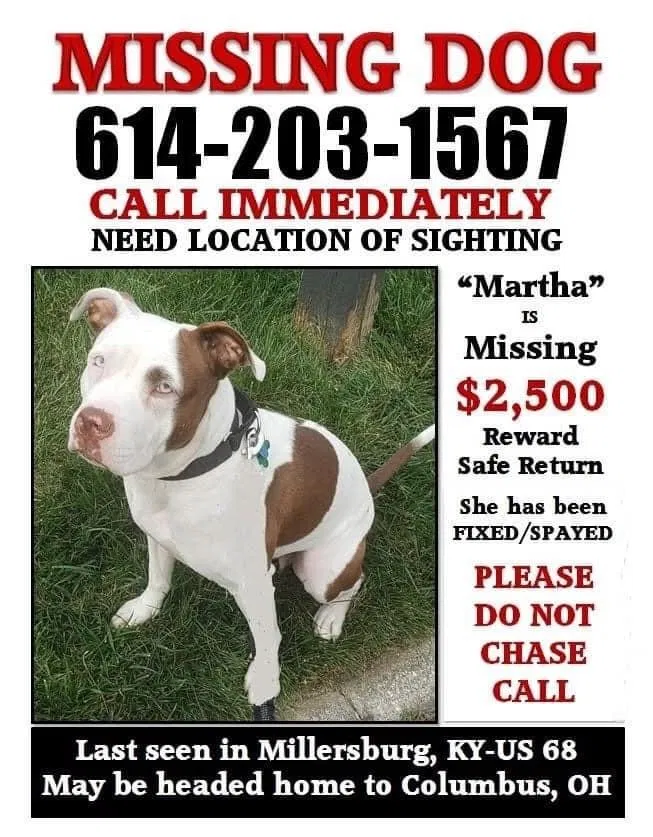Lost dog in Lexington, KY, 40517