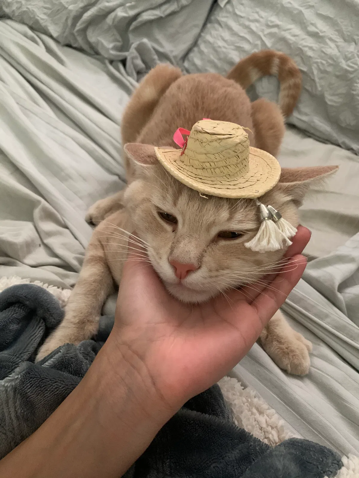 Lost cat in Somis, CA, 93066