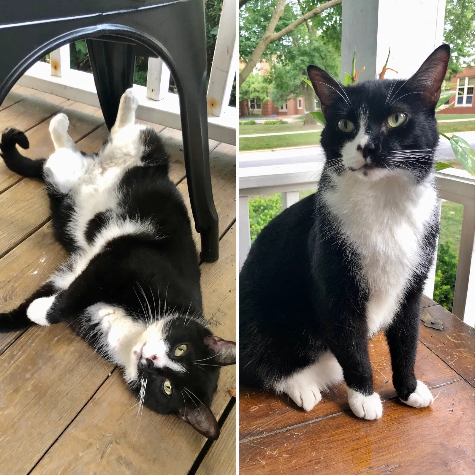 Lost cat in Hinsdale, IL, 60521