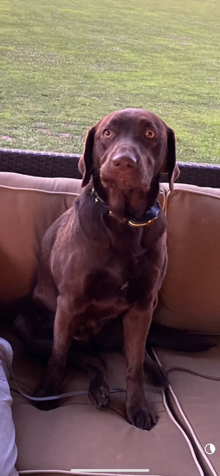 Lost dog in Wakarusa, IN, 46573