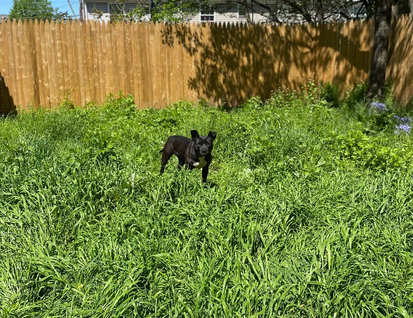 Lost dog in Newark, NJ, 7103