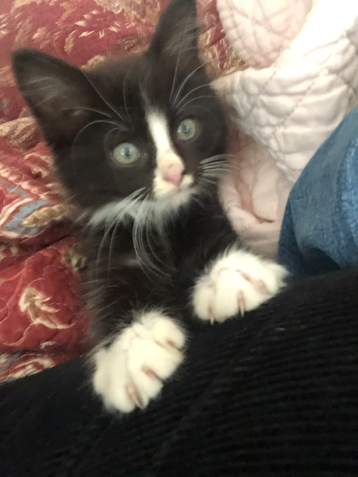 Lost cat in Bloomington, IN, 47401