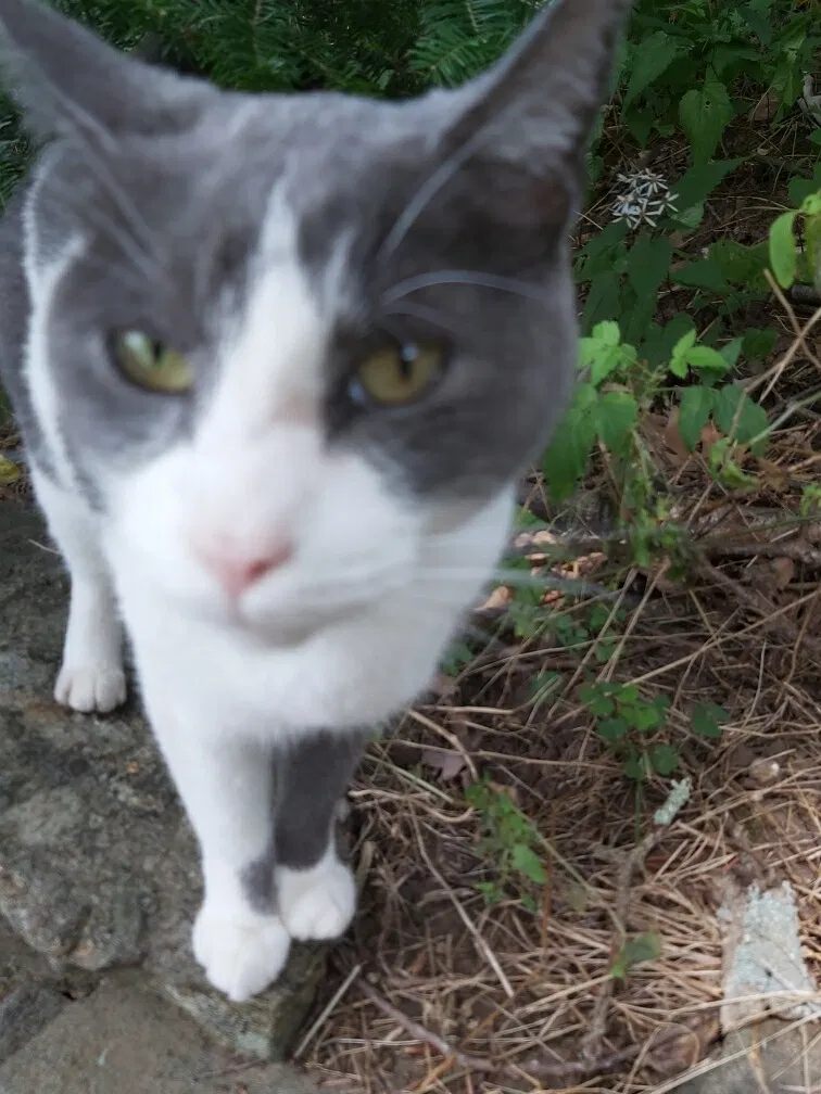 Found cat in Marlborough, CT, 6447