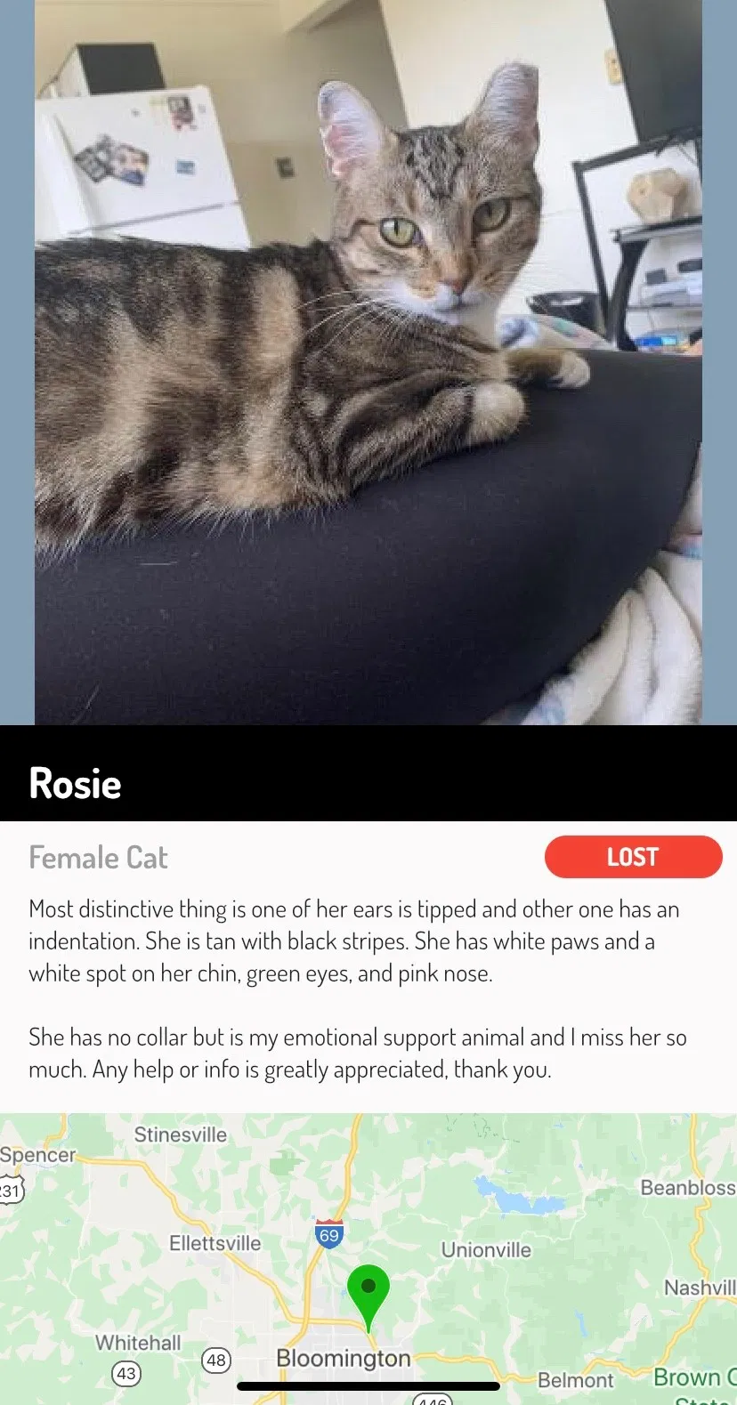Lost cat in Bloomington, IN, 47408