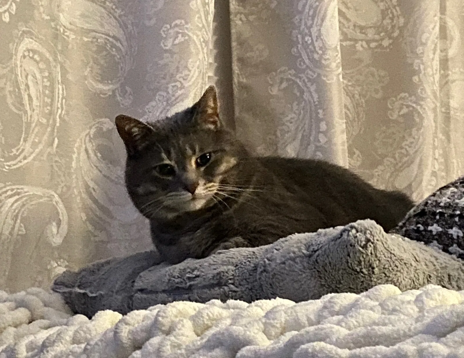 Lost cat in Toledo, OH, 43613
