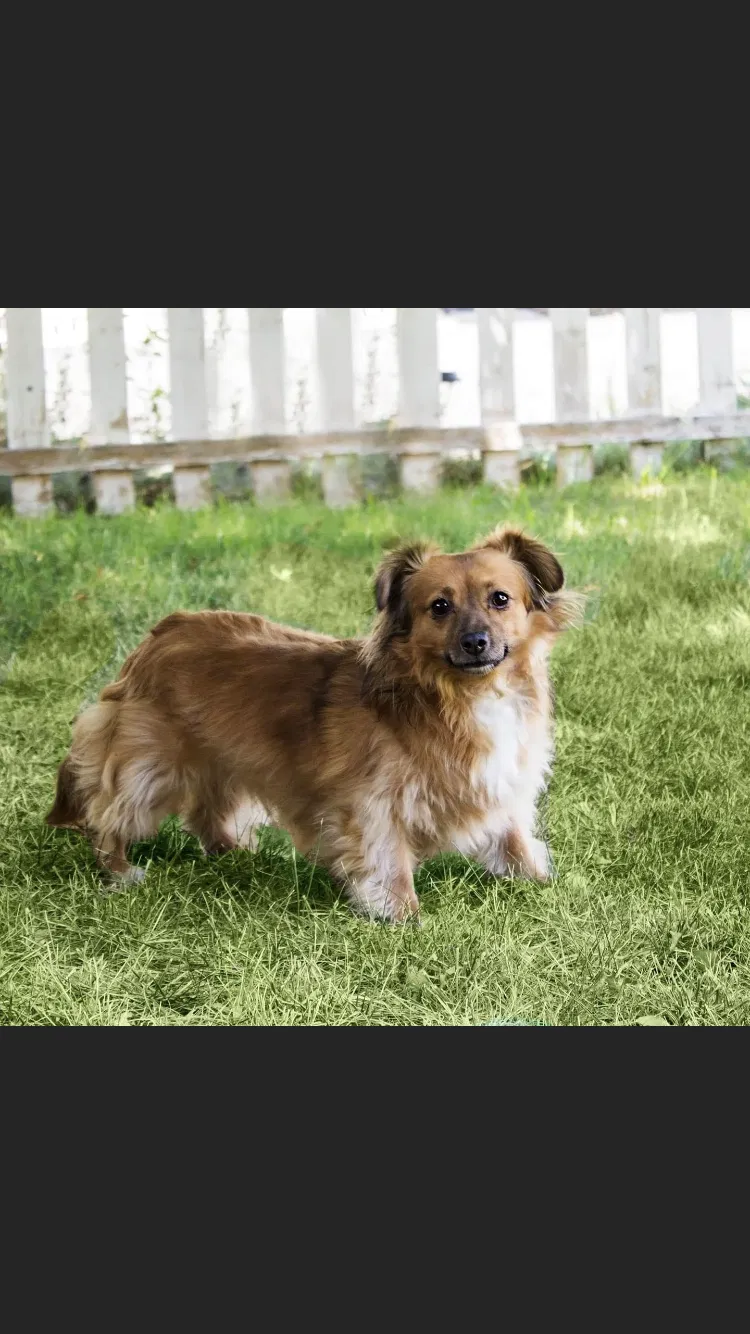 Lost dog in San Mateo, CA, 94404