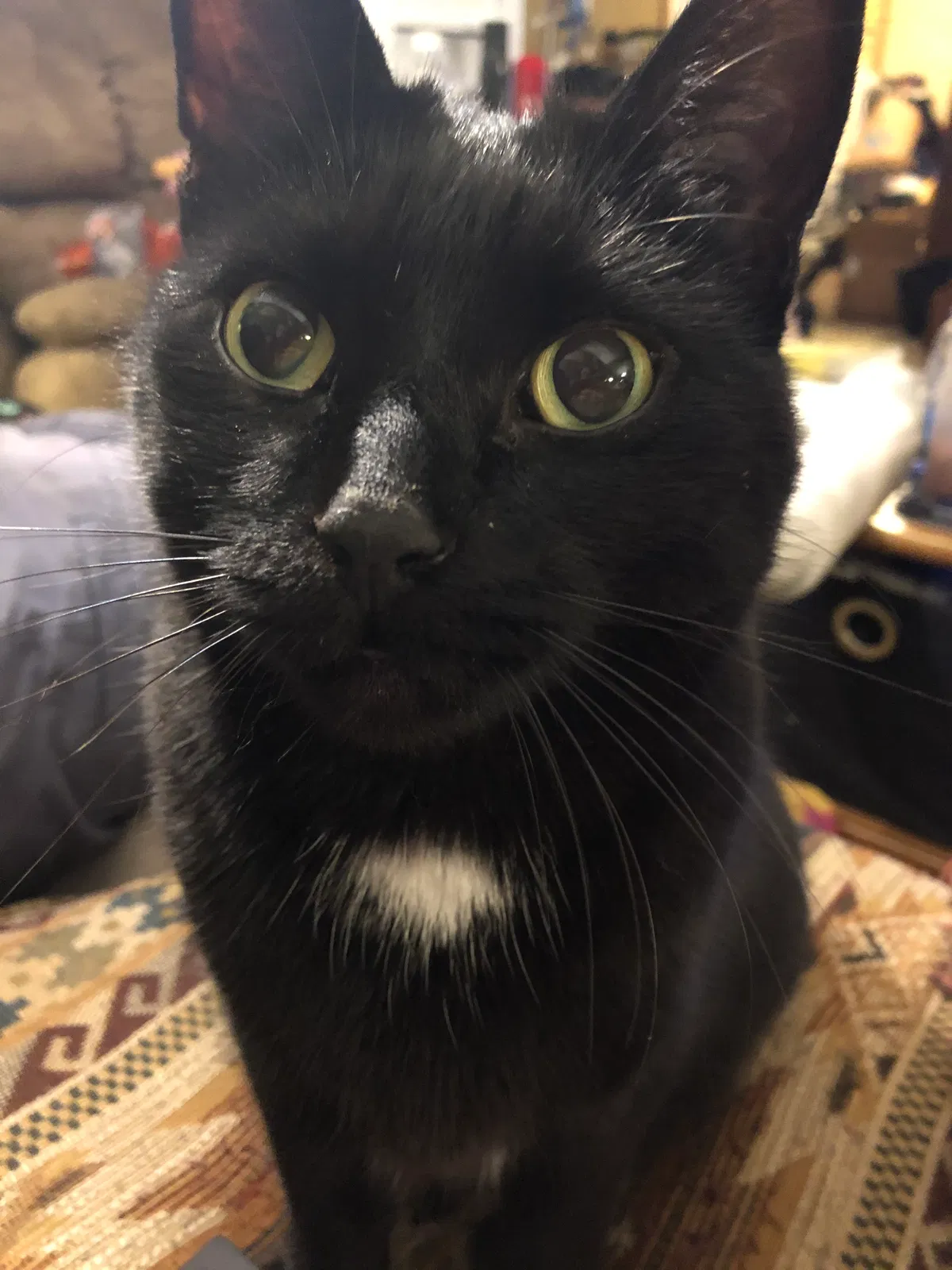 Lost cat in Verona, WI, 53593