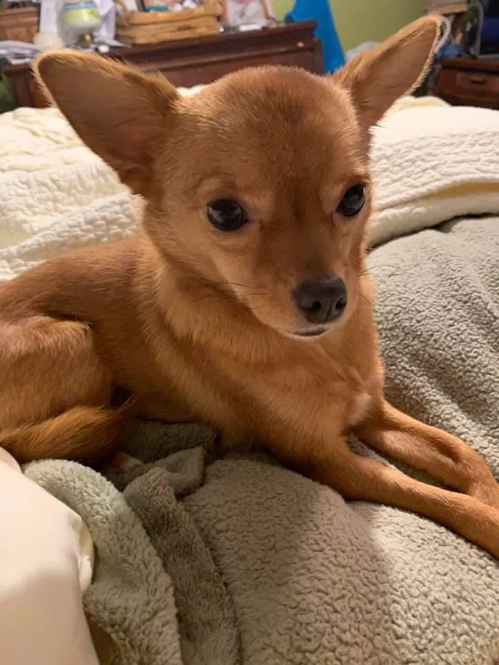 Lost dog in Fayetteville, NC, 28314