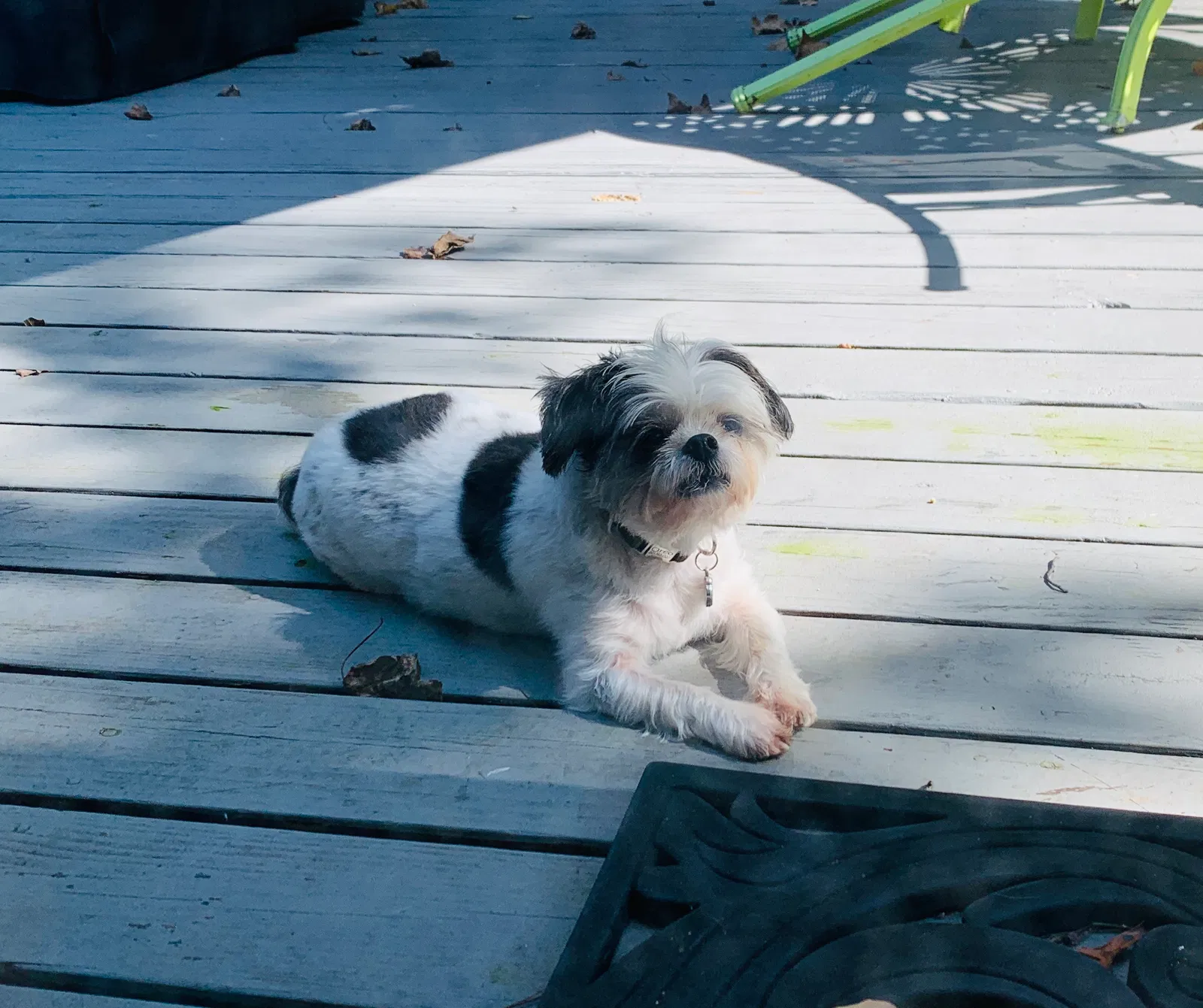 Lost dog in Naugatuck, CT, 6770