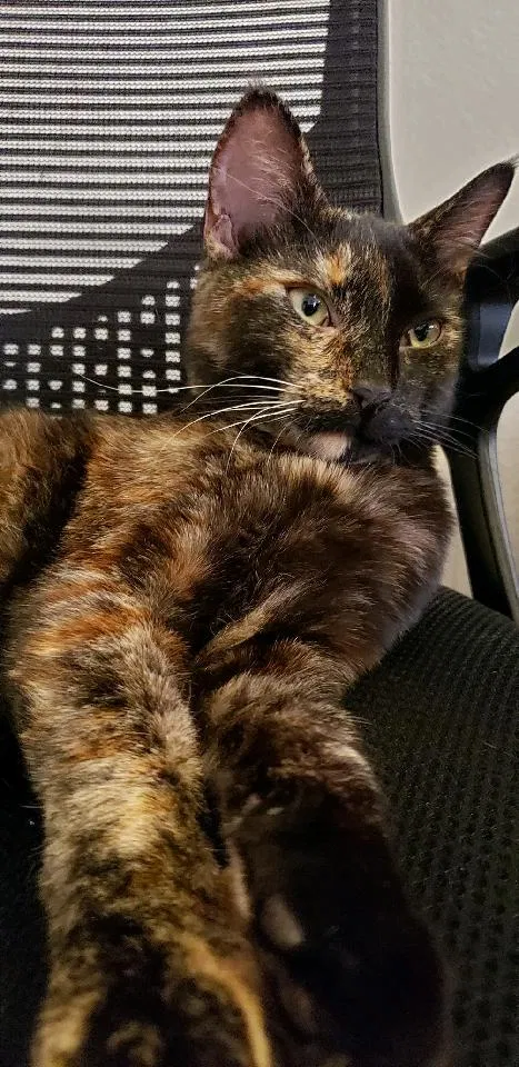 Lost cat in Reno, NV, 89506