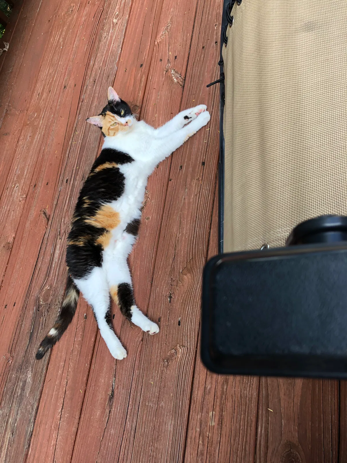 Lost cat in Signal Mountain, TN, 37377