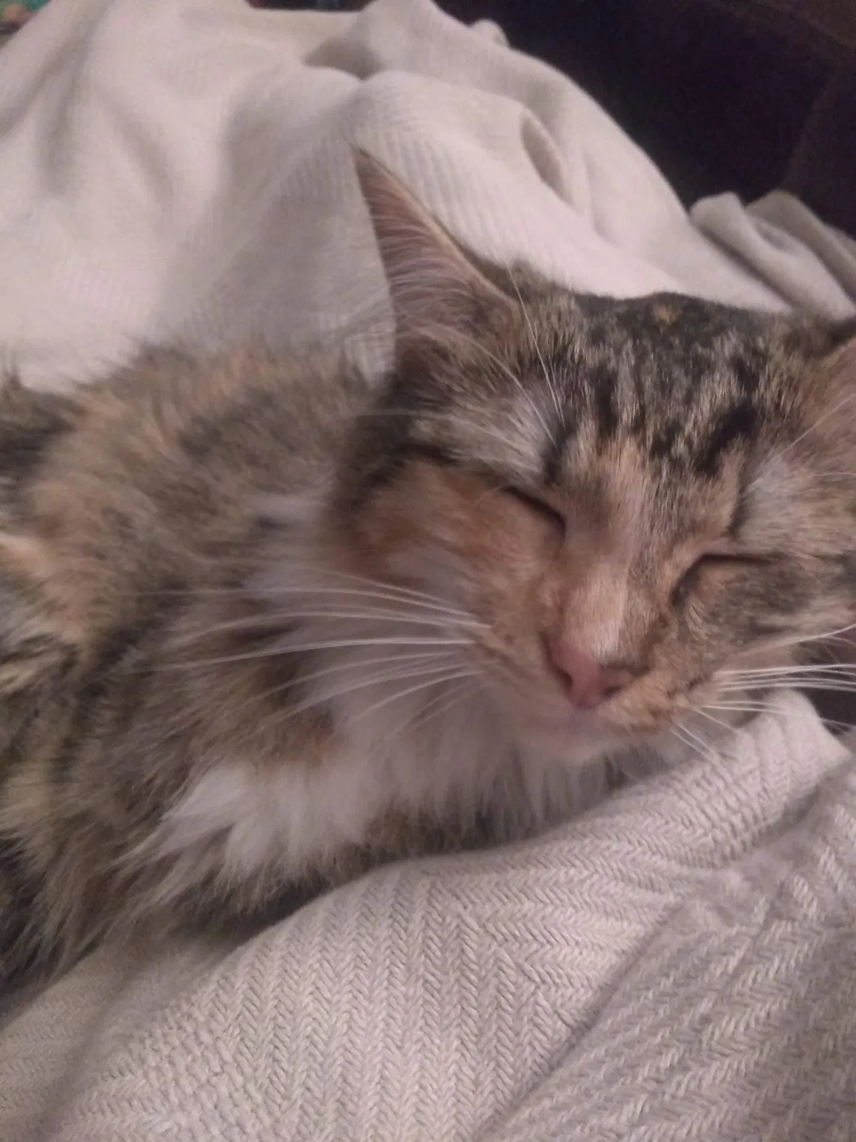 Lost cat in Sherman, TX, 75092
