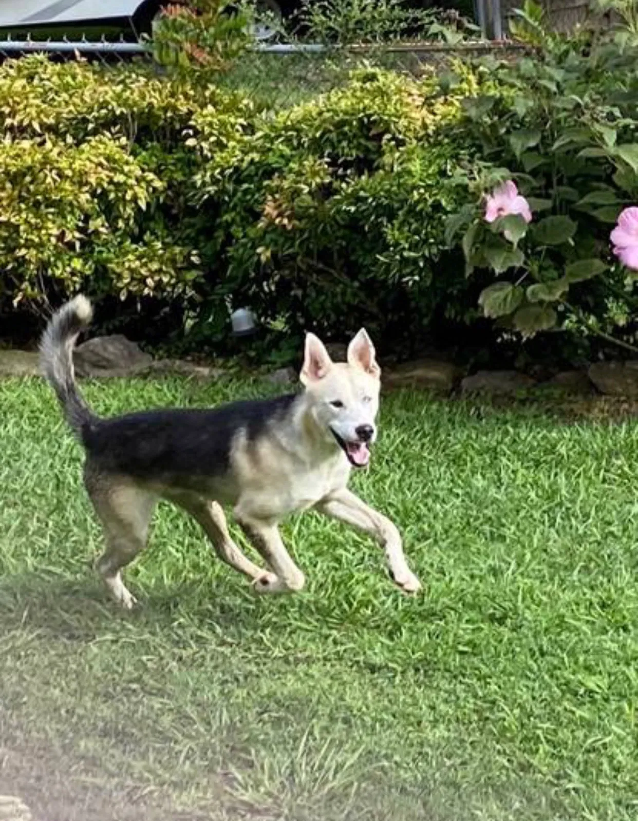 Lost dog in Unknown, TN, 37434