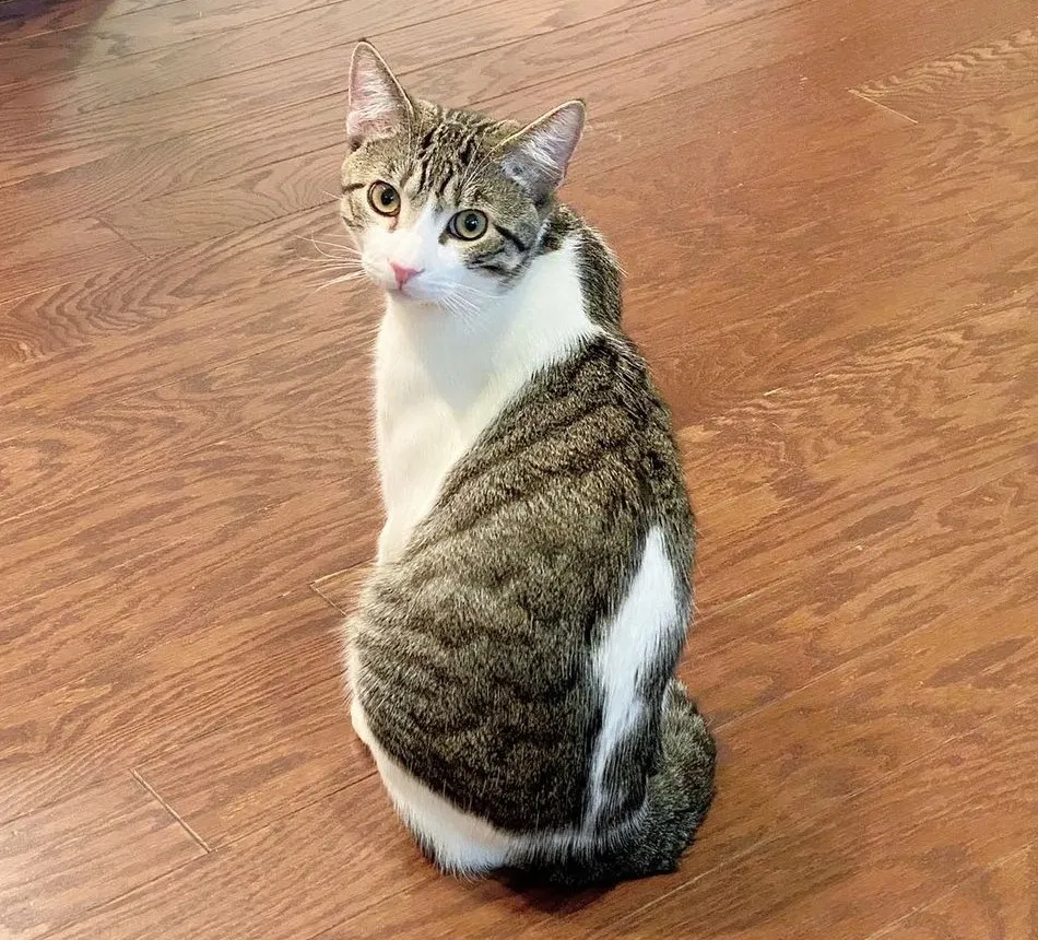 Lost cat in Charlotte, NC, 28270