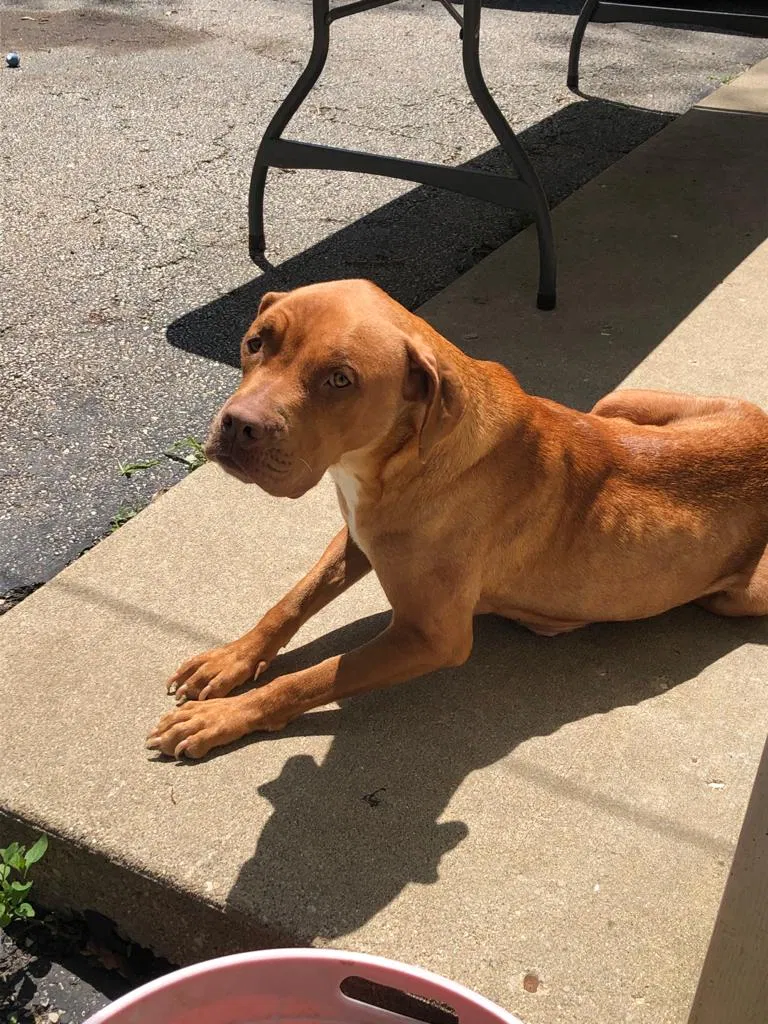 Lost dog in Waukegan, IL, 60085