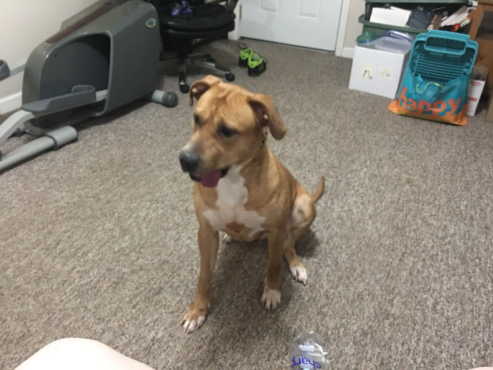 Lost dog in Redford, MI, 48239
