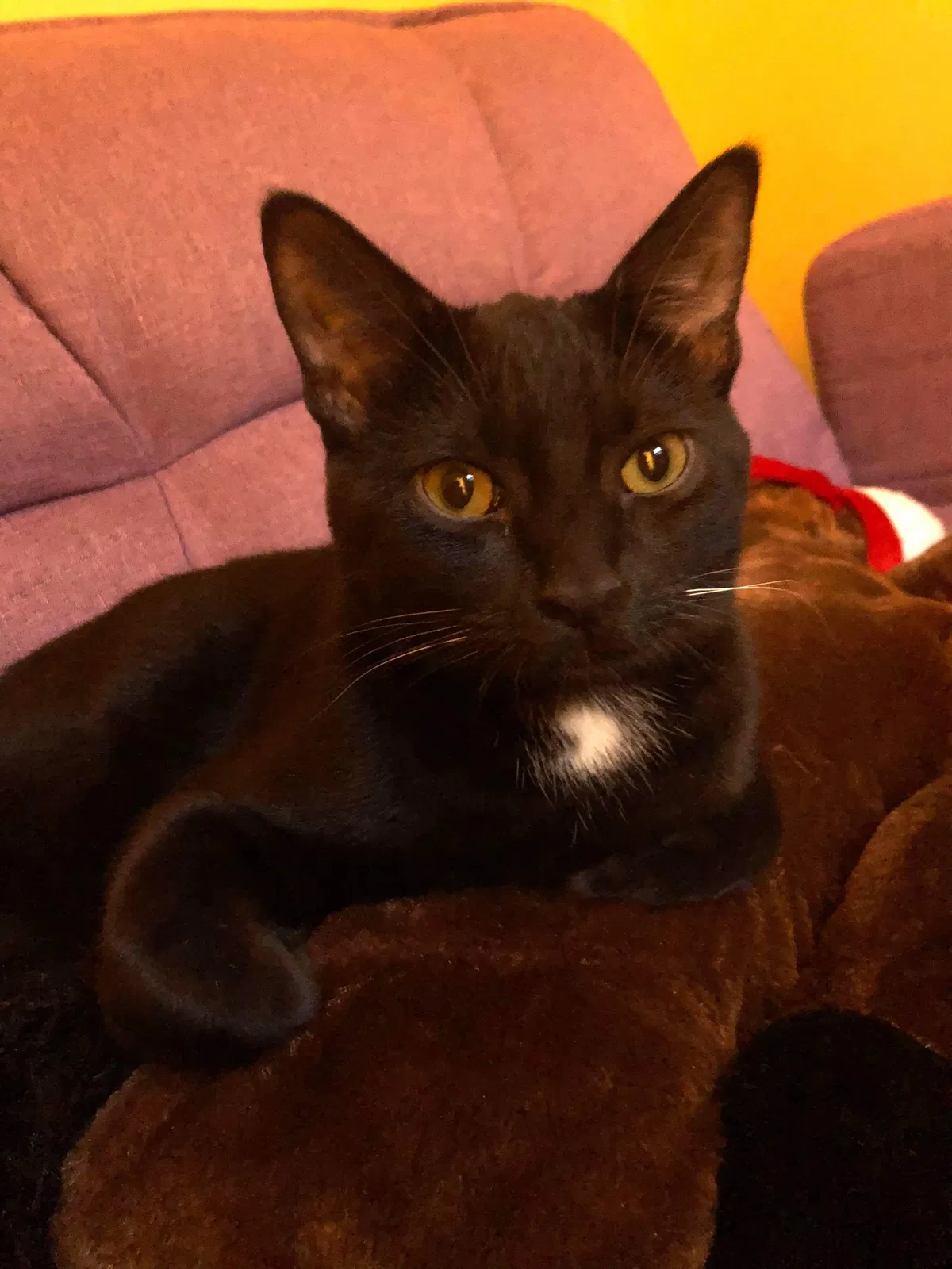 Lost cat in Round Lake, IL, 60073