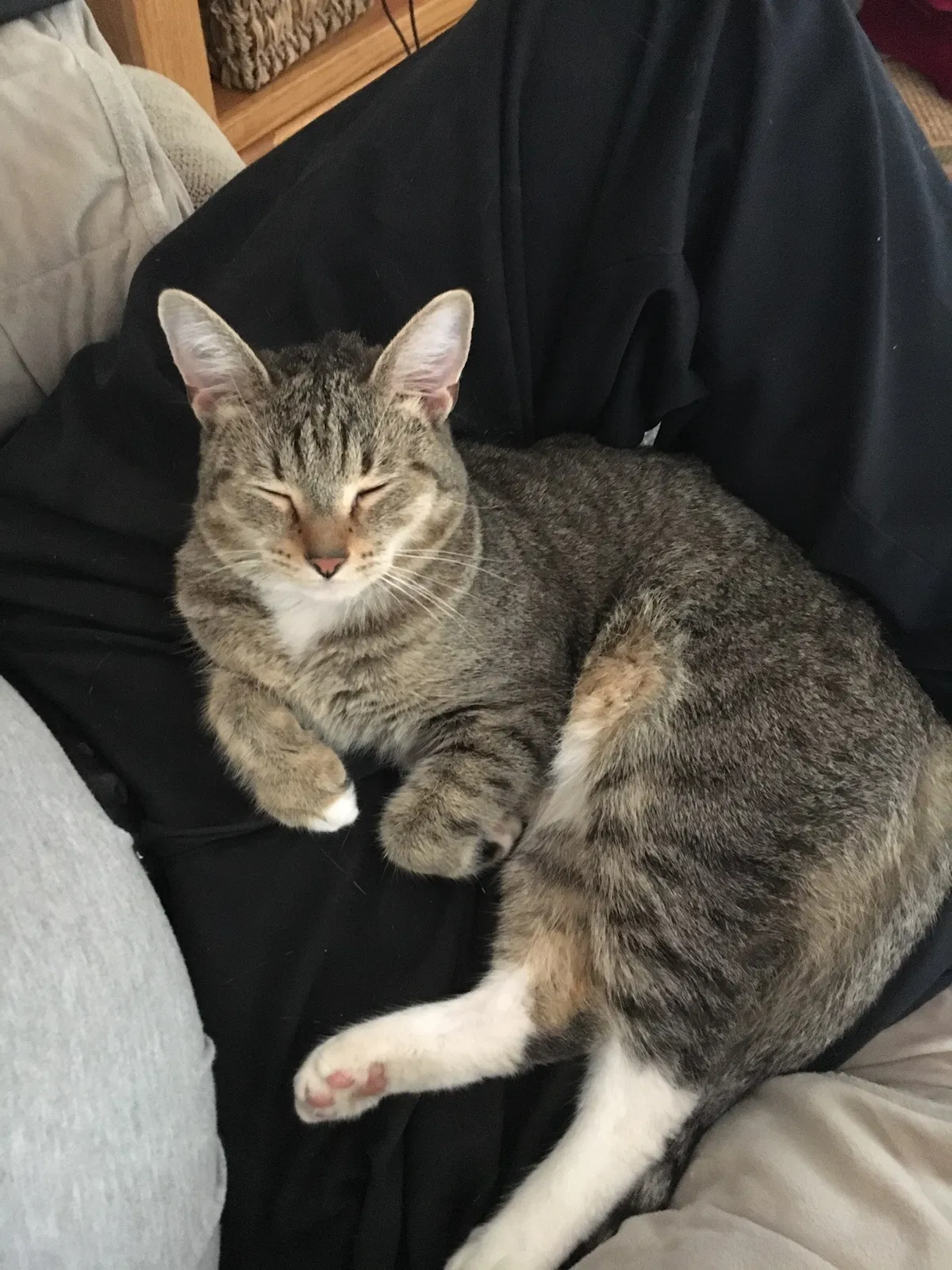 Lost cat in Shenandoah Junction, WV, 25442