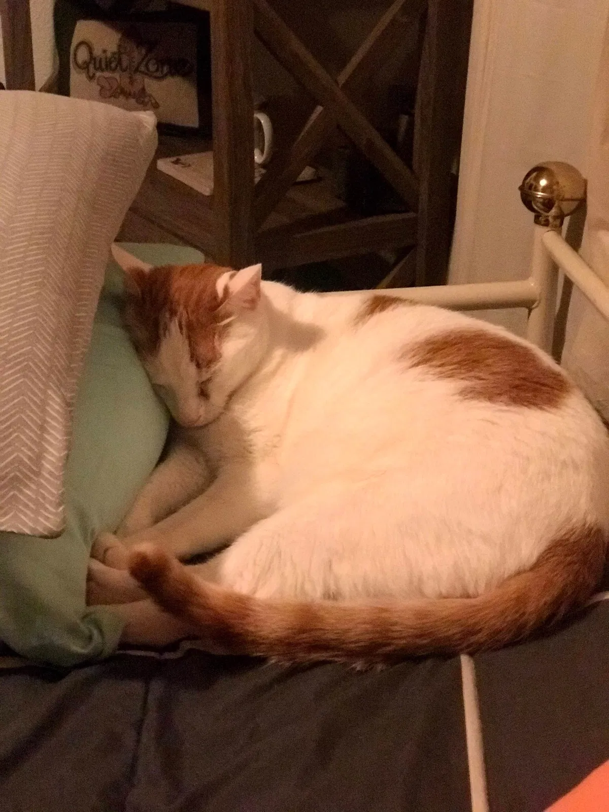 Lost cat in Columbus, OH, 43215