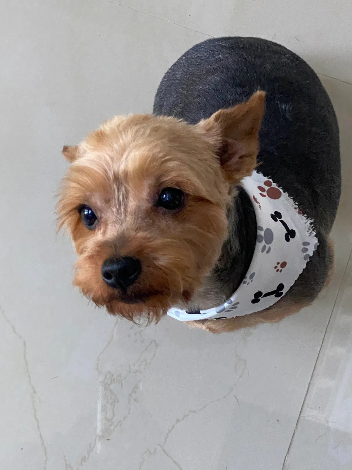 Lost dog in Decatur, GA, 30034