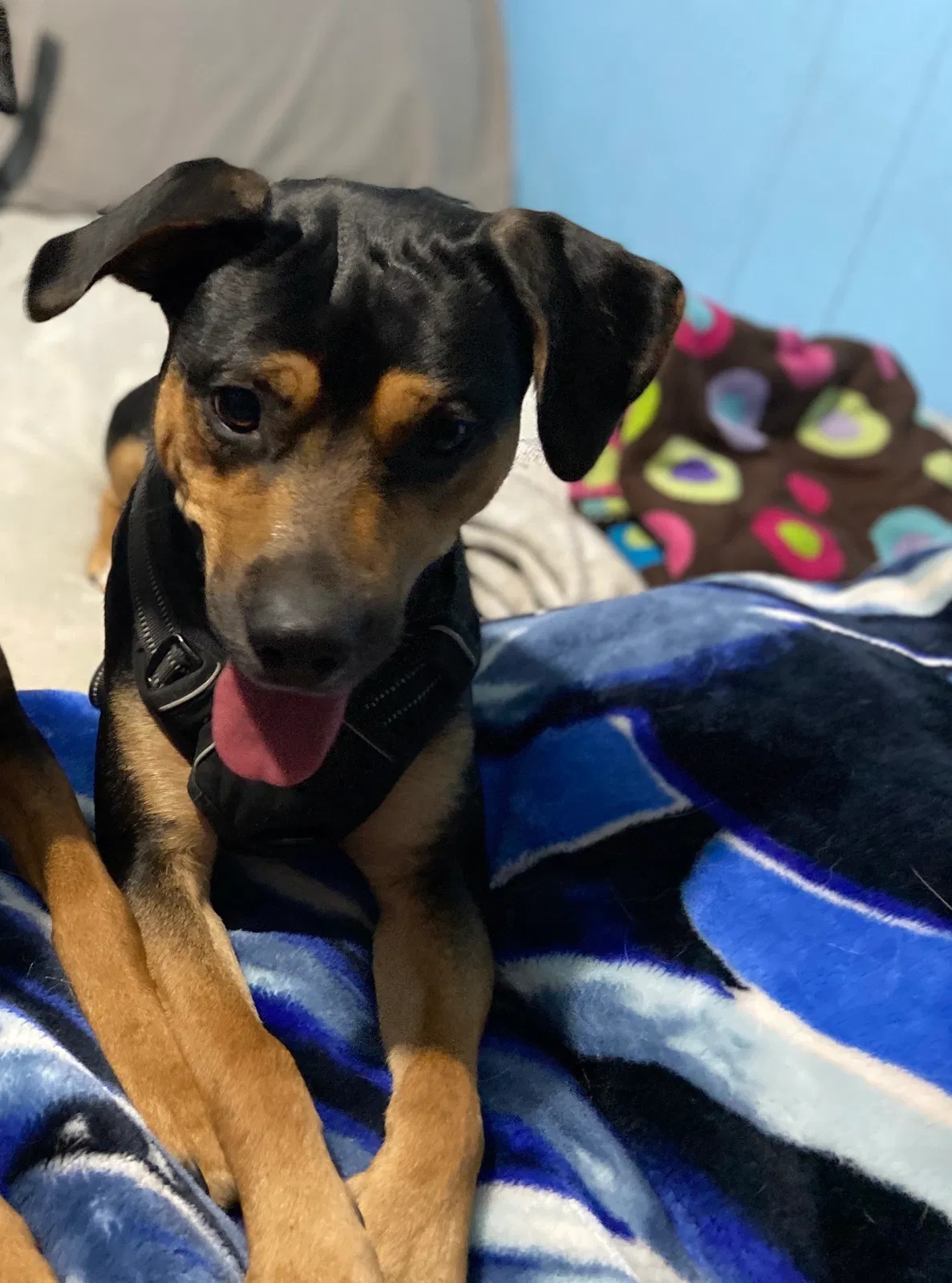 Lost dog in Rome, GA, 30165