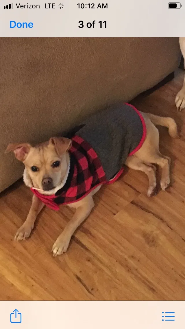 Lost dog in Bakersfield, CA, 93314