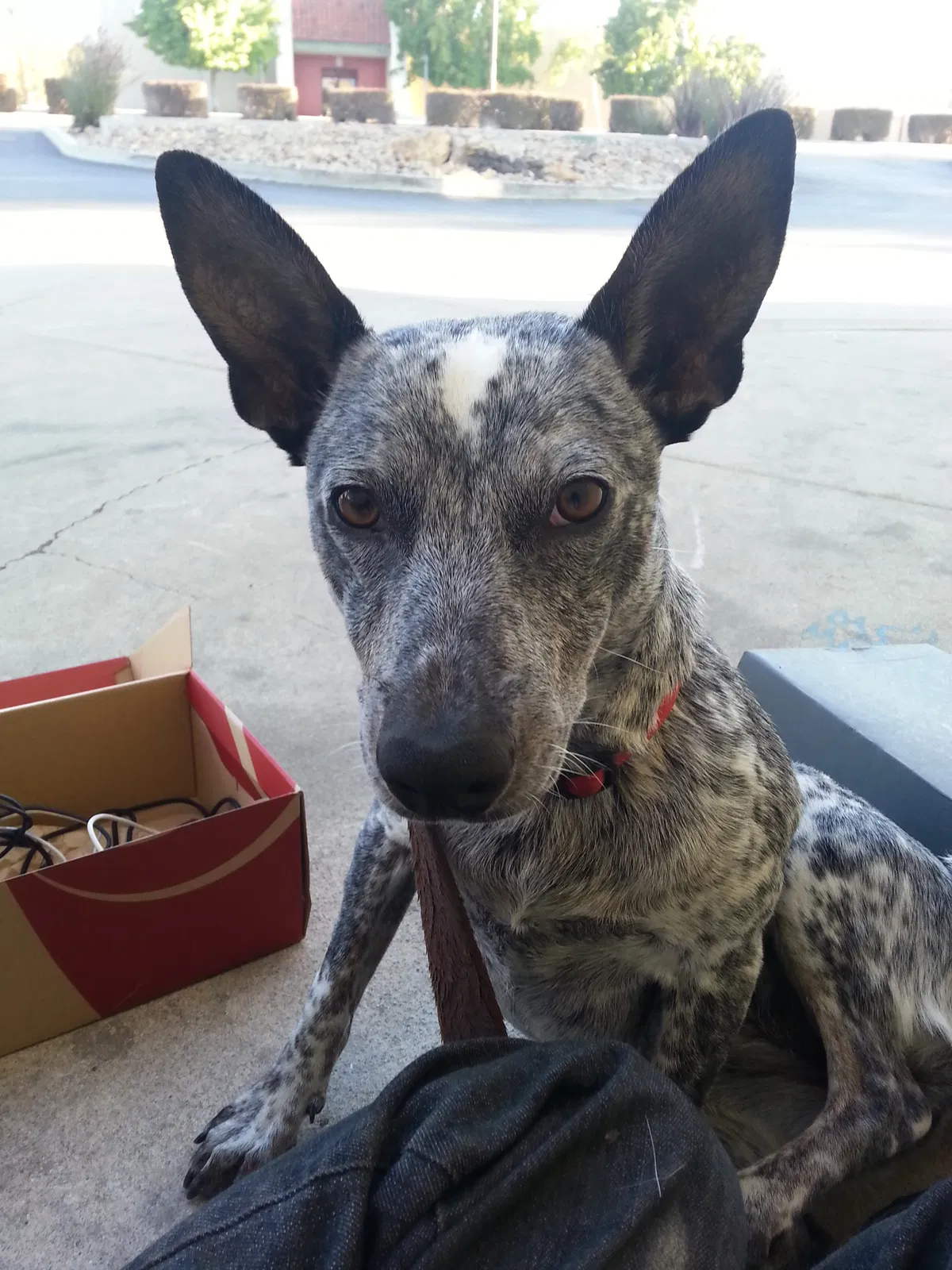 Lost dog in Ventura, CA, 93003