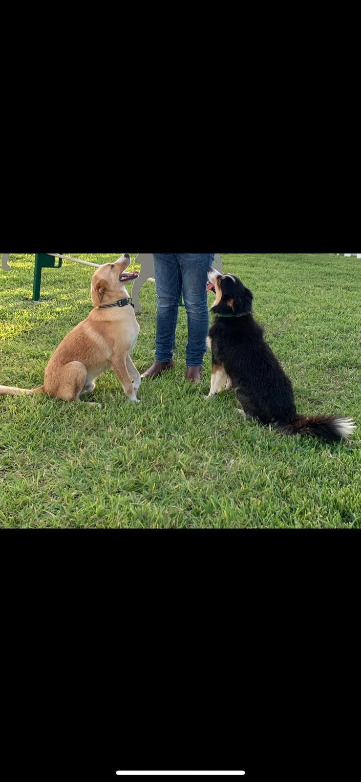 Lost dog in Brownsville, TX, 78526