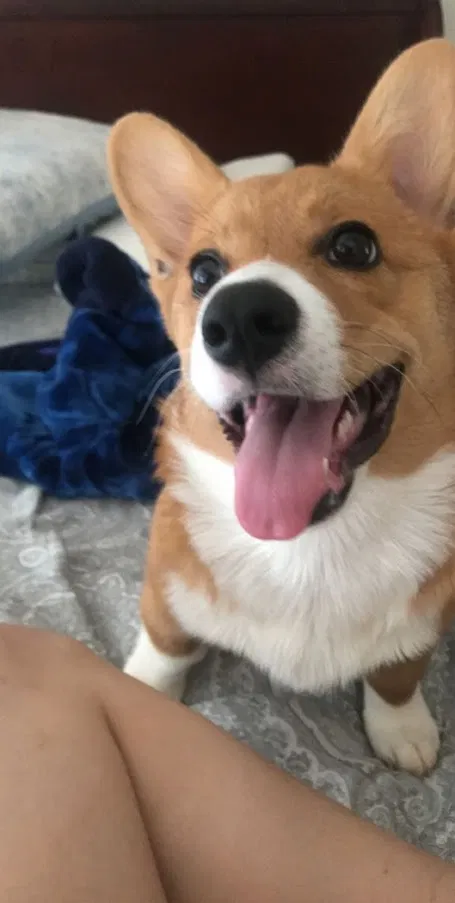 Lost dog in Lawrenceville, GA, 30044