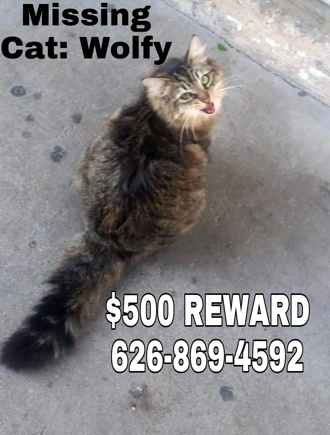 Lost cat in Baldwin Park, CA, 91706