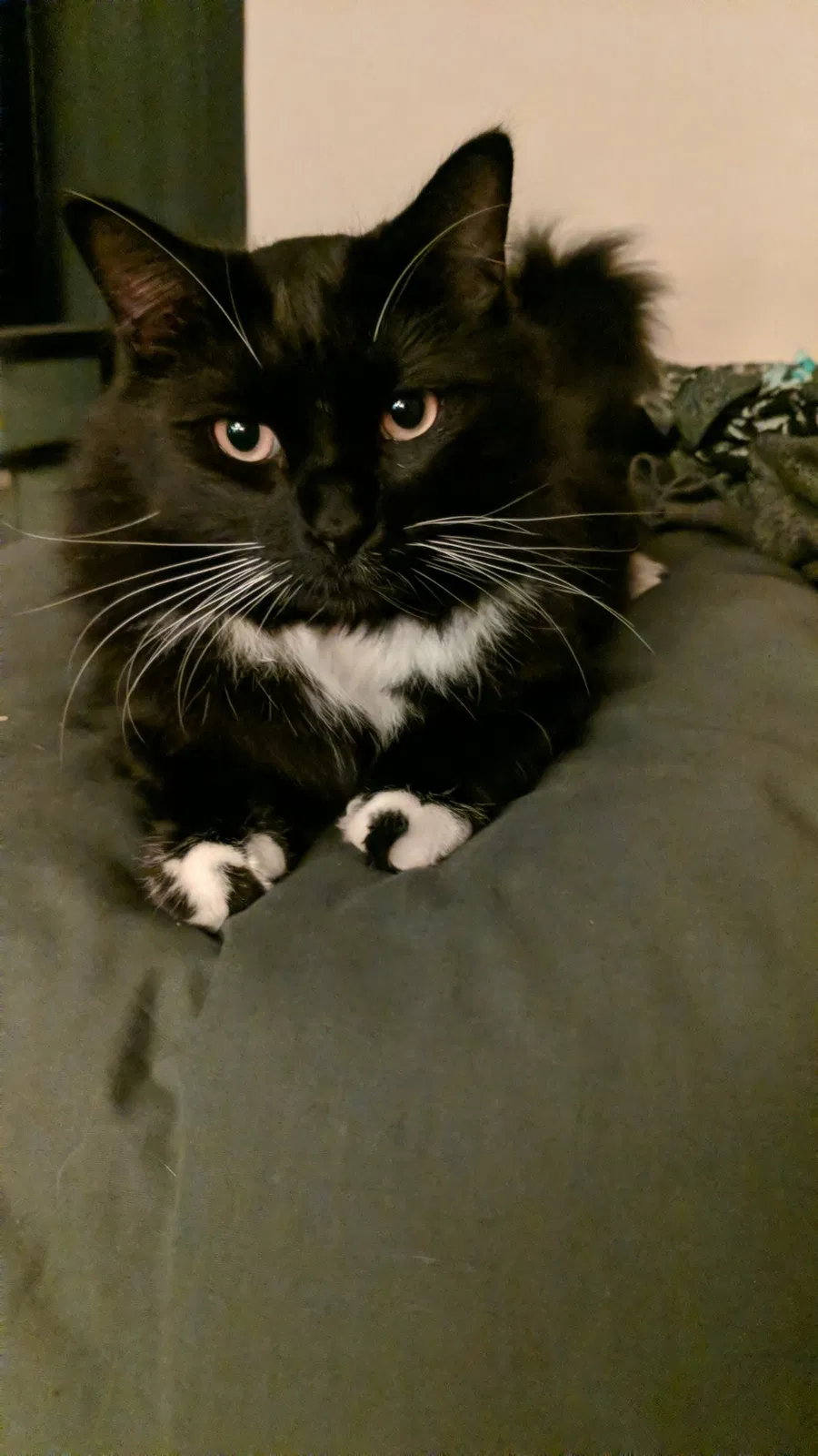 Lost cat in Antelope, CA, 95843