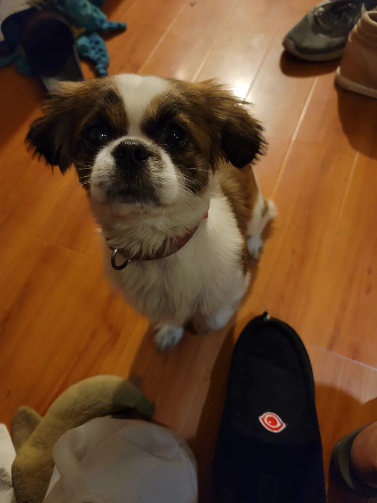 Lost dog in Torrance, CA, 90501