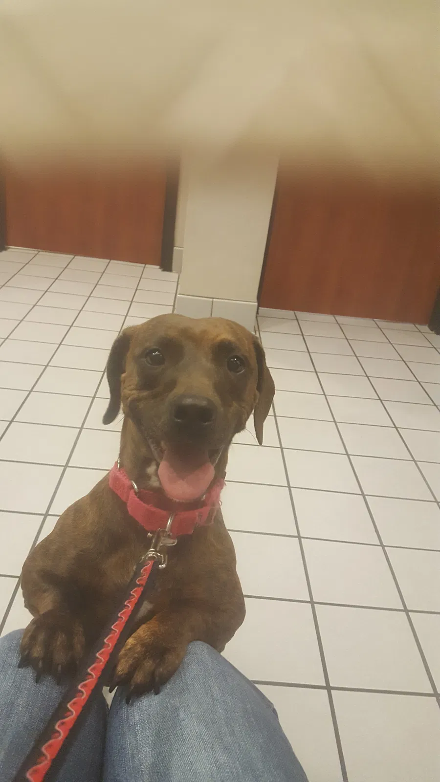 Lost dog in Richmond, VA, 23236