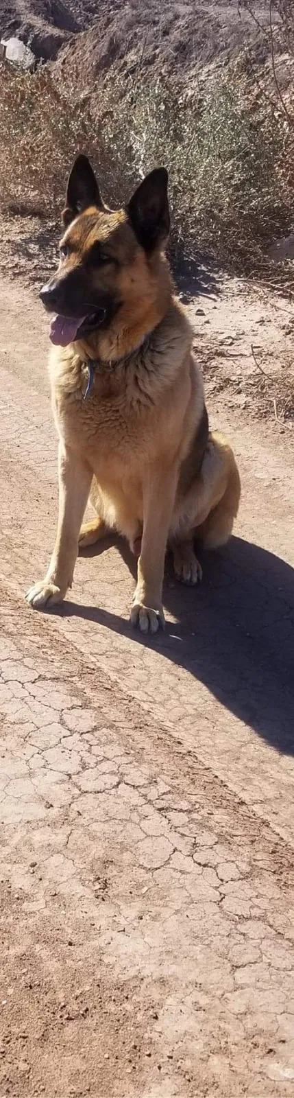 Lost dog in El Paso, TX, 79927