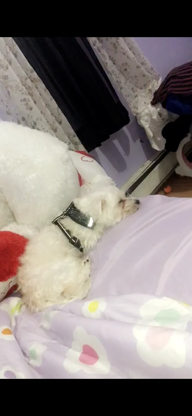Lost dog in Passaic, NJ, 7055