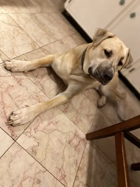 Lost dog in Brownsville, TX, 78521