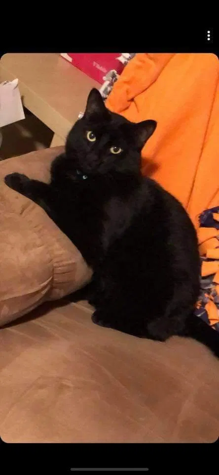 Lost cat in Saint Cloud, MN, 56301