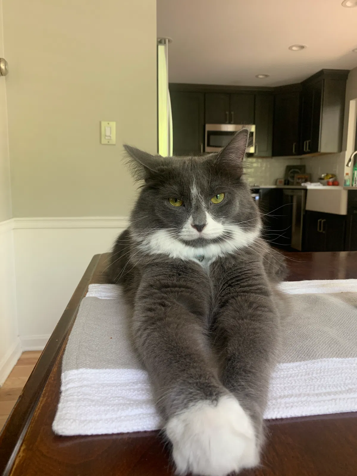 Lost cat in Cleveland, OH, 44106