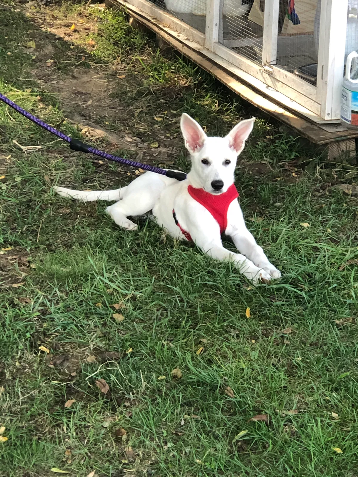 Lost dog in Chillicothe, OH, 45601