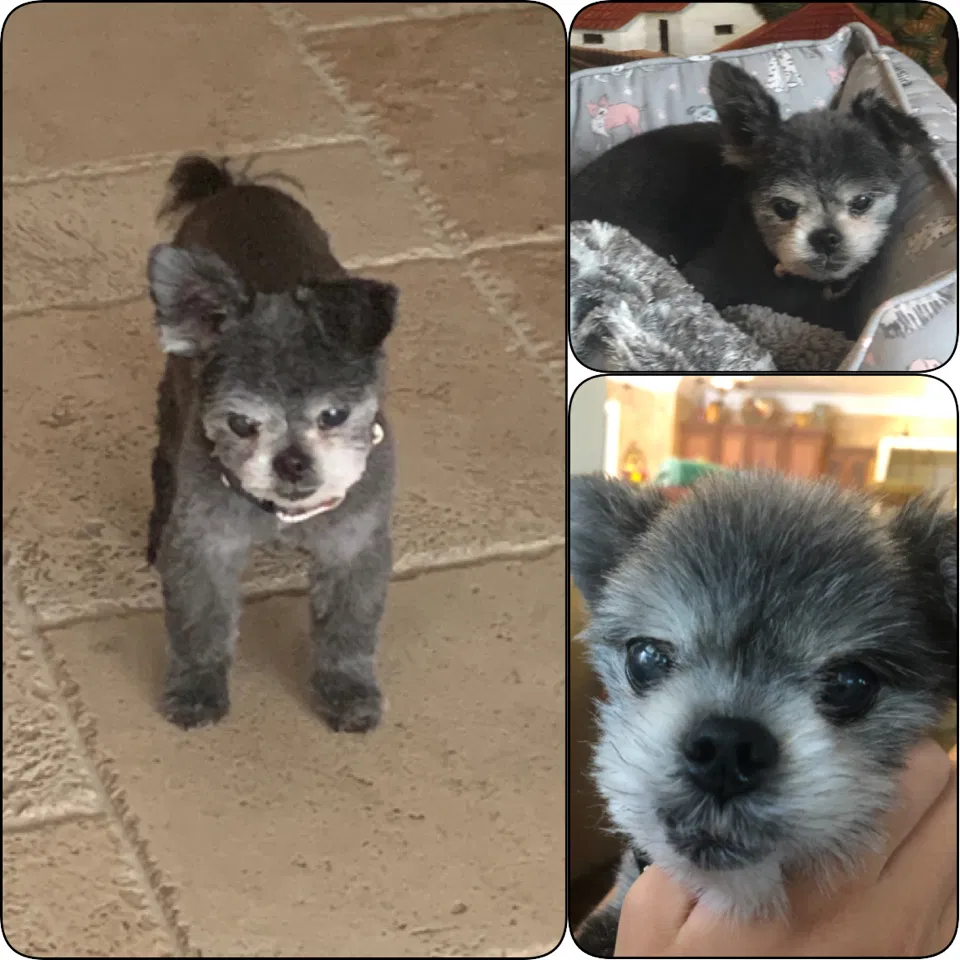 Lost dog in Advance, NC, 27006
