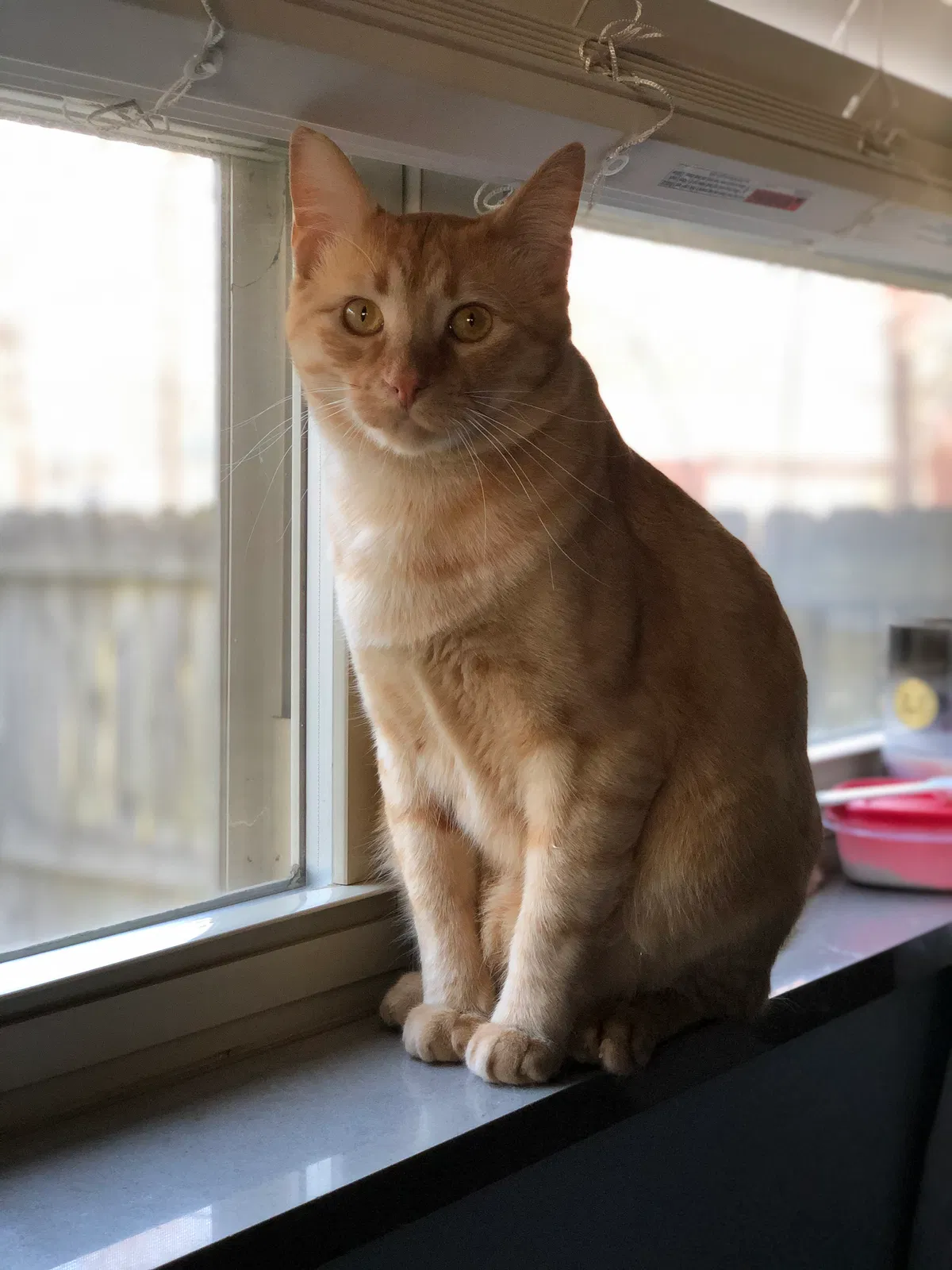 Lost cat in Conway, AR, 72034