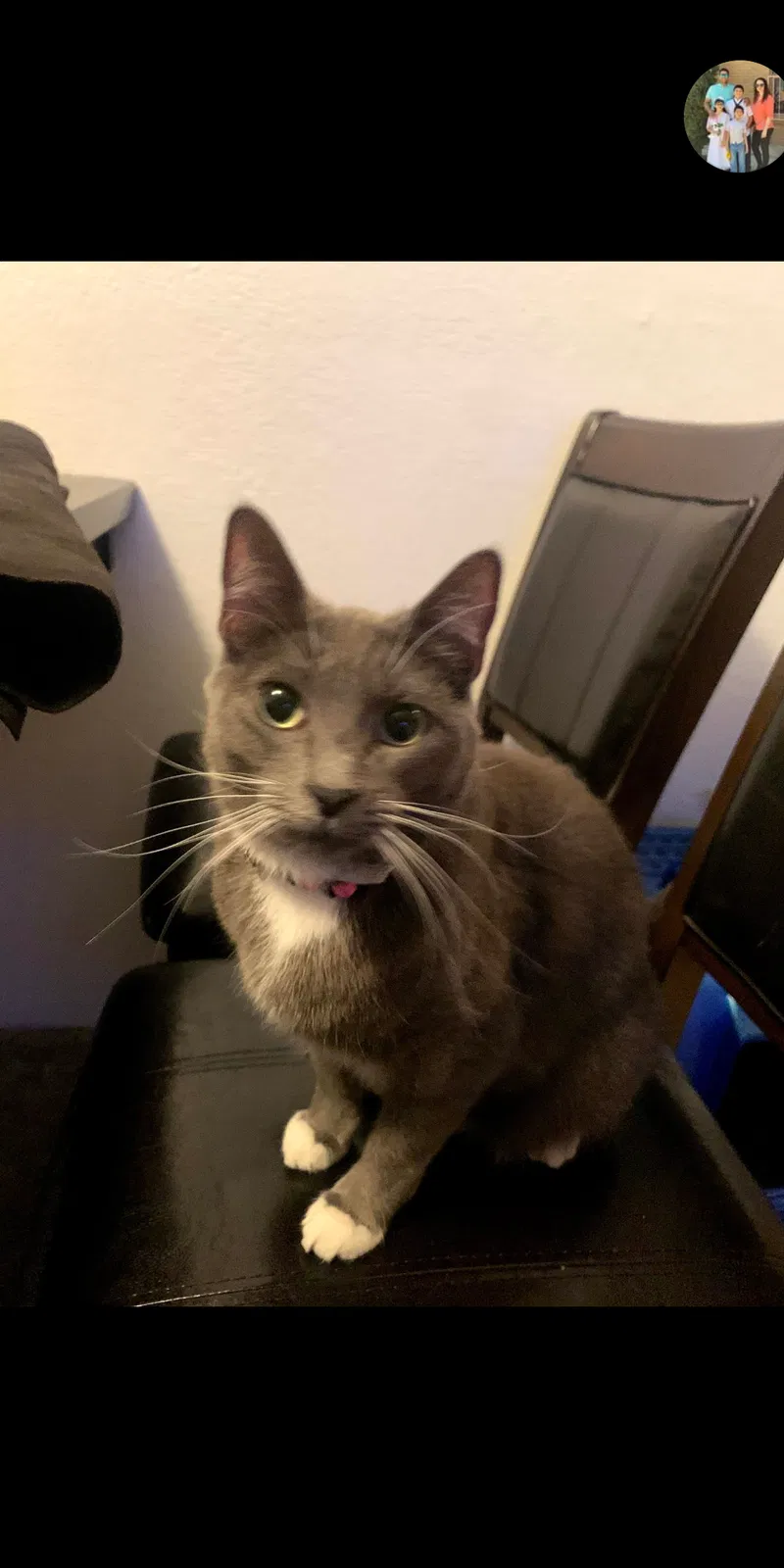 Lost cat in Mesquite, NM, 88048