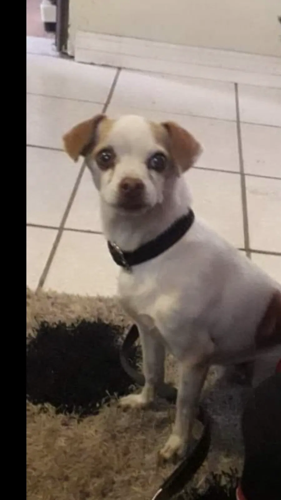 Lost dog in El Paso, TX, 79932