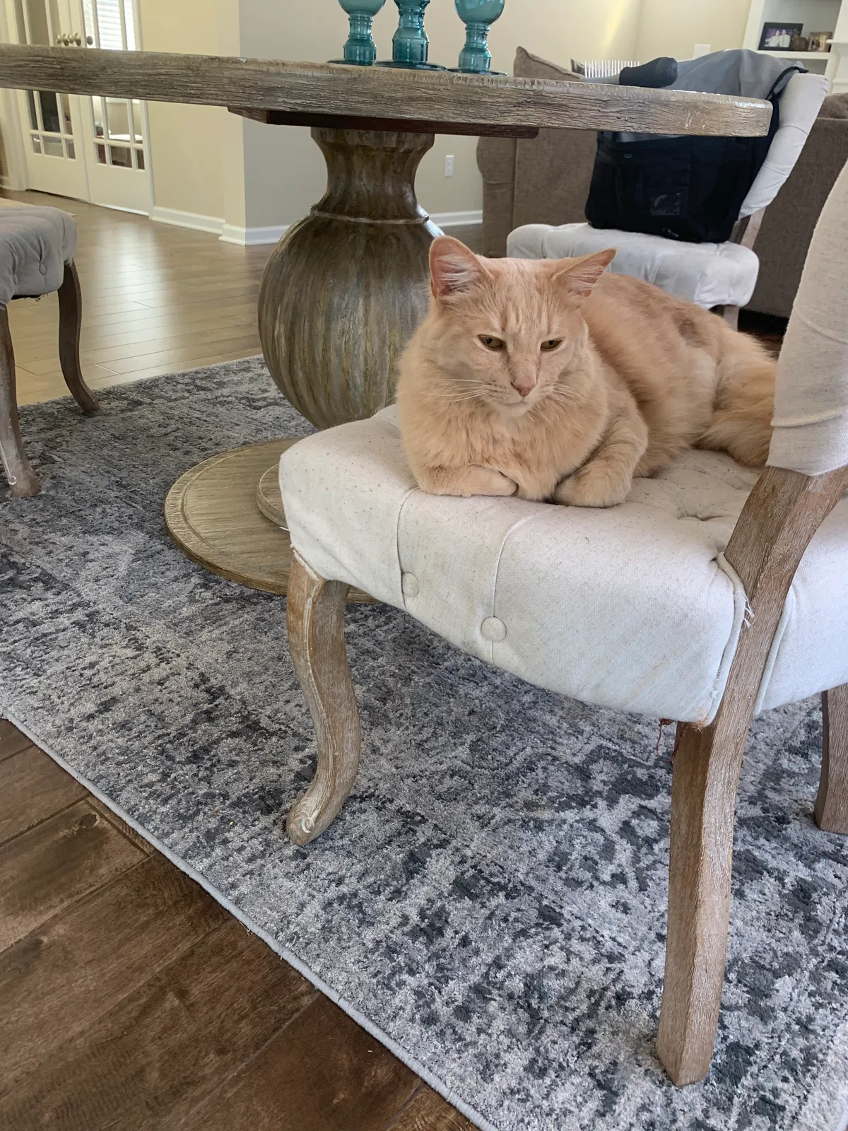 Lost cat in Grandville, MI, 49418