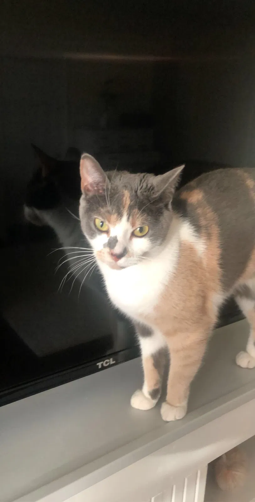 Lost cat in Smithfield, VA, 23430