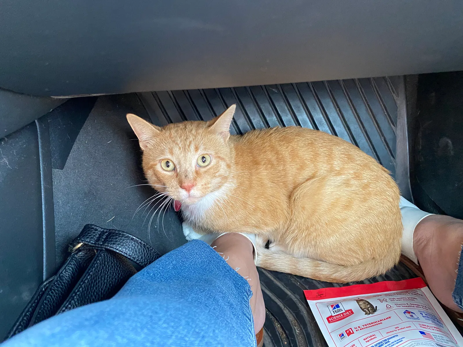 Lost cat in Fort Collins, CO, 80526