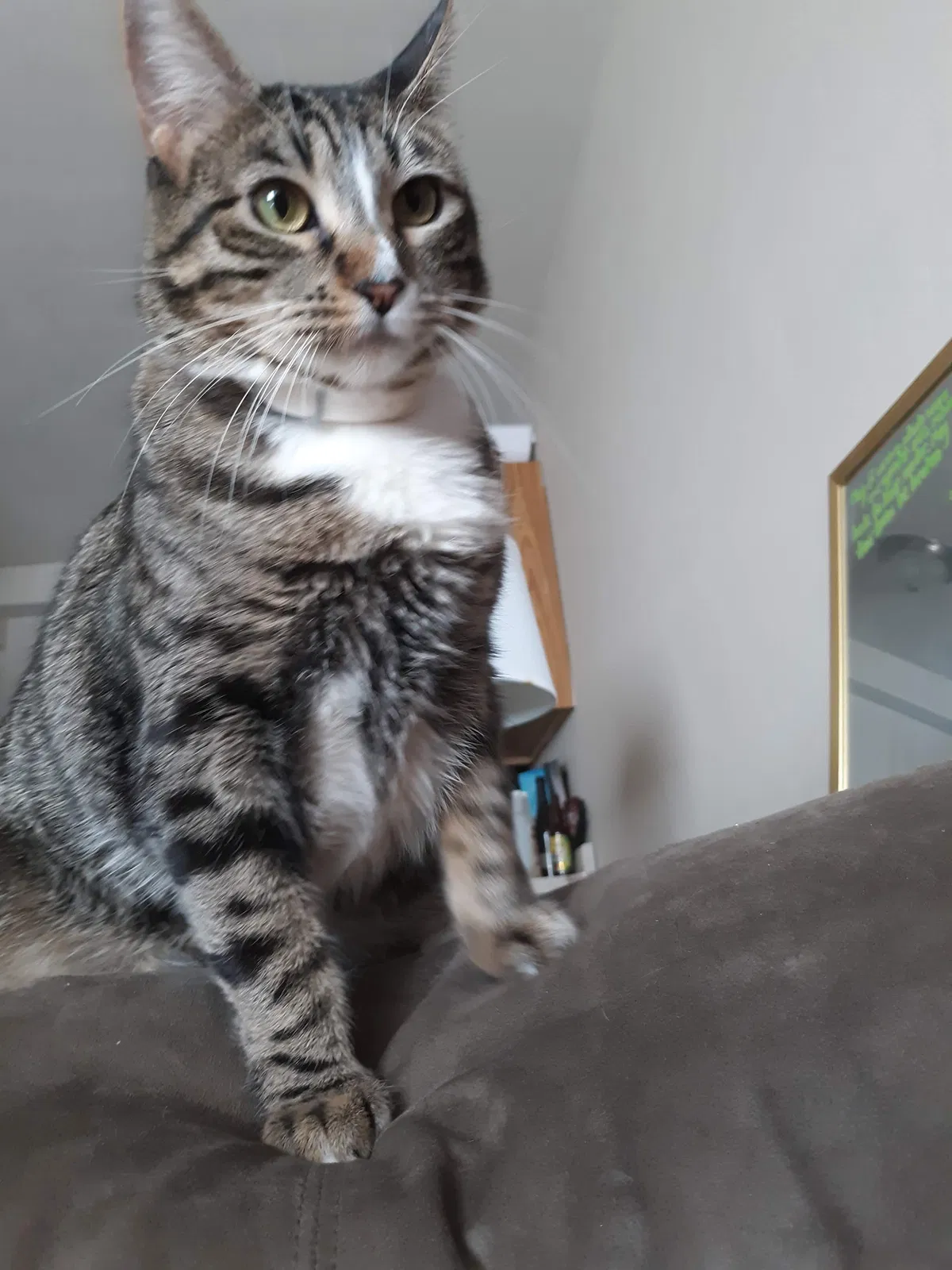 Lost cat in Milwaukee, WI, 53202