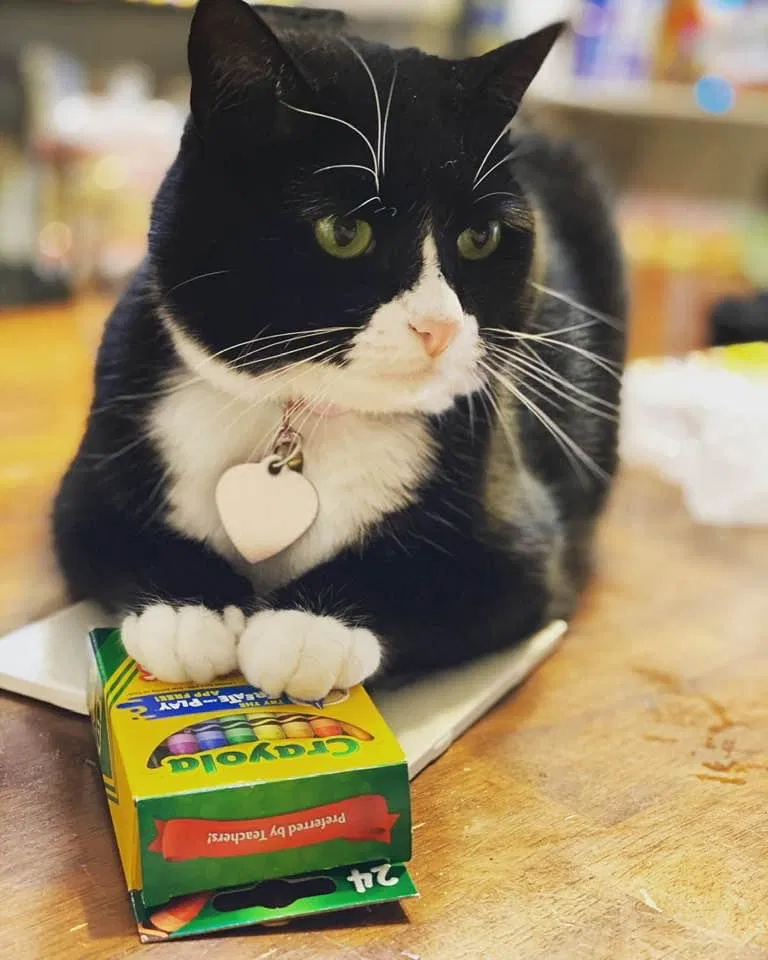 Lost cat in Killeen, TX, 76543